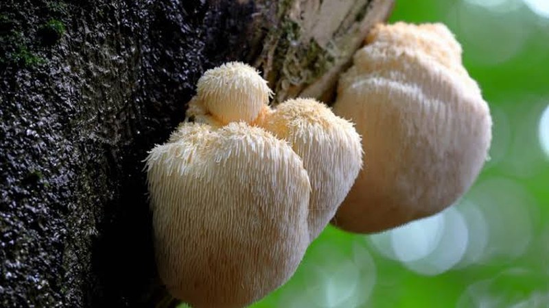 野生种植猴头菇——山野林区自然出菇